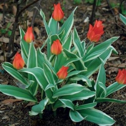 Yalnızca verilmesi Lale - Lale tek verilmesi - 5 soğan - Tulipa Praestans Unicum