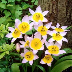 チューリップサクサチリス - チューリップサクサチリス -  5球根 - Tulipa Saxatilis