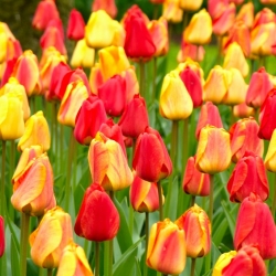 Tulpių rinkinys - raudonas, geltonas ir abrikosas su geltonu kraštu - 45 vnt - 