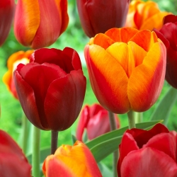 Tulip ditetapkan - merah dan aprikot dengan kelebihan kuning - 50 pcs - 