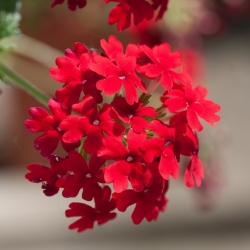 Záhradná verbena - červená odroda; záhradný vervain - 120 semien - Verbena x hybrida  - semená