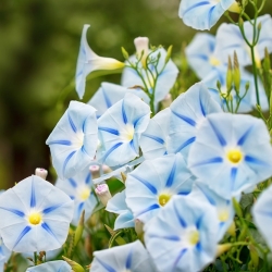 Morning Glory Blue Star seeds - Ipomoea tricolor - 56 seeds
