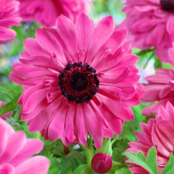 Double anemone - Admiral - 40 pcs; anemone poppy, bunga bunga - 