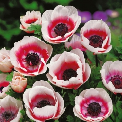 Anemone Bicolor - 8 kvetinové cibule
