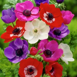 Anemone De Caen mix - 8 květinové cibule
