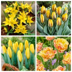 Kanak-kanak ceria - set 4 jenis tulip - 40 pcs. - 