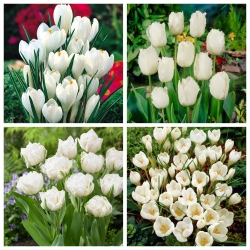 Крила ангела - набір білих квітучих тюльпанів та крокусів - 140 шт. - 