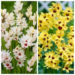 Ixia - conjunto de 2 variedades blancas y amarillas - 100 piezas; lirio de maíz