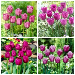 Queen of the Night - juego de 4 variedades de tulipanes - 40 piezas