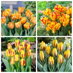 Sunny Joy - set 4 varietas tulip - 40 pcs. - 