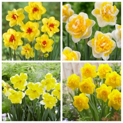 Sunny Garden - juego de 4 variedades de narcisos en flor amarilla - 40 piezas.