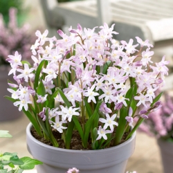 Forbes' glory-of-the-snow Chionodoxa forbesii Pink Giant - Large Pack! - 100 pcs.