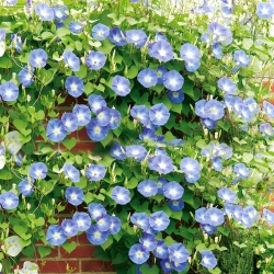 Ипомея пурпурная - Heavenly blue - 135 семена - Ipomoea purpurea