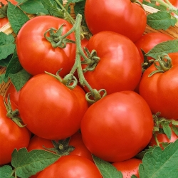 Tomato Baron seeds - Lycopersicon esculentum - 35 seeds