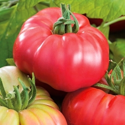 Tomato "Pink Wonder" - raspberry, greenhouse variety - 7 seeds