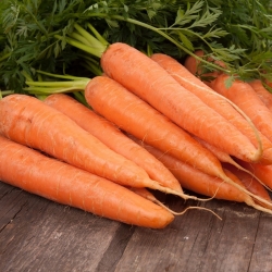 Valgomosios morkos - Berlikumer - BIO - 4250 sėklos - Daucus carota ssp. sativus