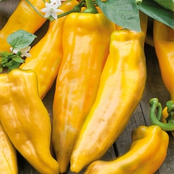Pepper "Corno di Toro Giallo" - yellow, sweet