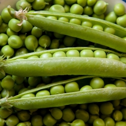 生物 - 田间豌豆“进步9” - 经过认证的有机种子 -  - 種子