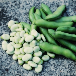 Broad Bean "Hangdown White" - 500 g de semințe - Vicia faba L.