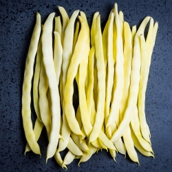 Yellow French bean "Gazelle"