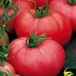 Tomate 'Polorosa F1' - für den Anbau unter Schutzabdeckungen