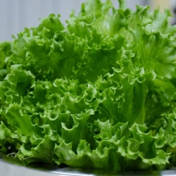 Hrastova salata "Querido" - Lactuca sativa var. foliosa  - sjemenke