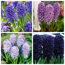 Hyacinth – Purple and violet set – 28 pcs
