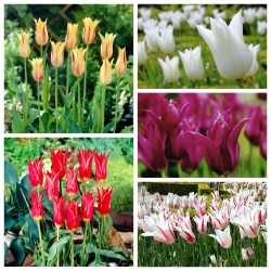 Liliom-virágos tulipán - A legérdekesebb fajták kiválasztása - 50 db.