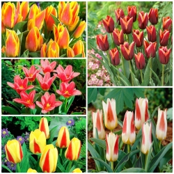 Tulipán enano - Selección de variedades destacadas - 50 uds. - 