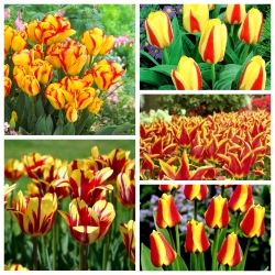 Pemilihan tulip kuning-merah - 50 pcs - 