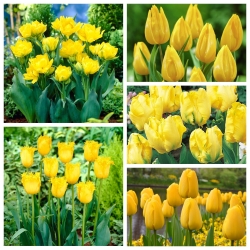 Pemilihan pelbagai Tulip dalam warna kuning - 50 pcs - 