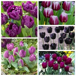 Вибір сортів тюльпанів у відтінках фіолетового - 50 шт - 