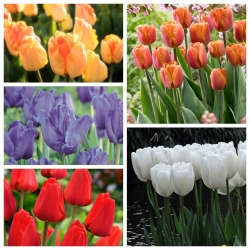 Udvælgelse af høje tulipaner - 5 sorter - 50 stk - 
