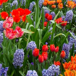Tulipani insoliti e giacinto d'uva blu - set di 29 pezzi - 