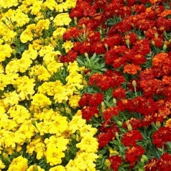 Studentenblume - braun + gelb - eine Reihe von Samen von zwei Sorten