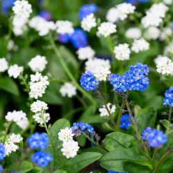 Nomeolvides alpino: azul y blanco, un conjunto de semillas de dos variedades - 