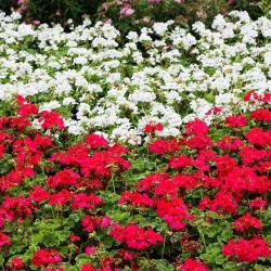 White and red geranium - seeds of 2 flowering plants' varieties