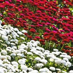 Pomponette daisy - hvid + rød - et sæt frø af to sorter - 