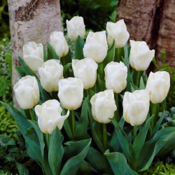 ดอกทิวลิปสีขาวที่เติบโตต่ำ - Greigii สีขาว - 