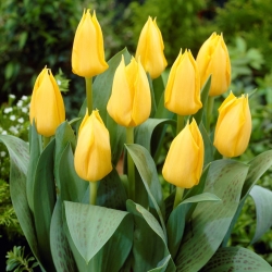 Low growing yellow tulip - Greigii yellow