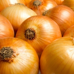 BIO Onion - certificirano organsko sjeme - Allium cepa L. - sjemenke