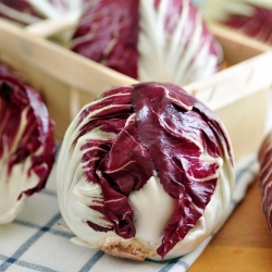 seeds Endive /"Catalogna Puntarelle di Gaeta/" high nutritional value