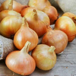 BIO - Onion "Density 5" - certificirano ekološko seme - 500 semen - Allium cepa L. - semena