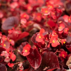 Red-flowered, red-leaved wax begonia (fibrous begonia)
