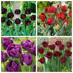 Black magic - set of 4 tulip varieties - 40 pcs.