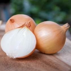 Onion "Bila" - SEED TAPE
