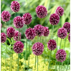 Rundkopflauch - Allium rotundum - 3 Stück; lila blühender Knoblauch - 