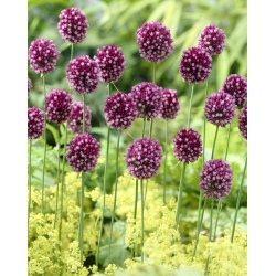 Round headed leek - Allium rotundum - 3 pcs; purple-flowered garlic