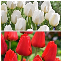 Bandera polaca - juego de 2 variedades de tulipanes - 40 piezas - 
