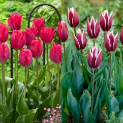 Hasta La Vista - juego de 2 variedades de tulipanes - 40 piezas